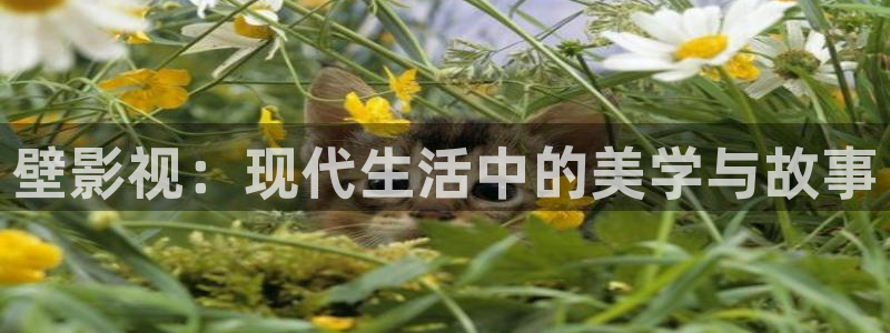 金桔影視在線觀看：壁影視：現(xiàn)代生活中的美學(xué)與故事